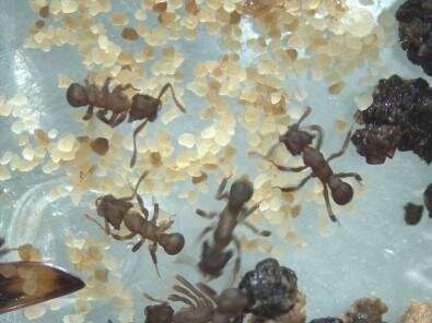 fungus growing ants